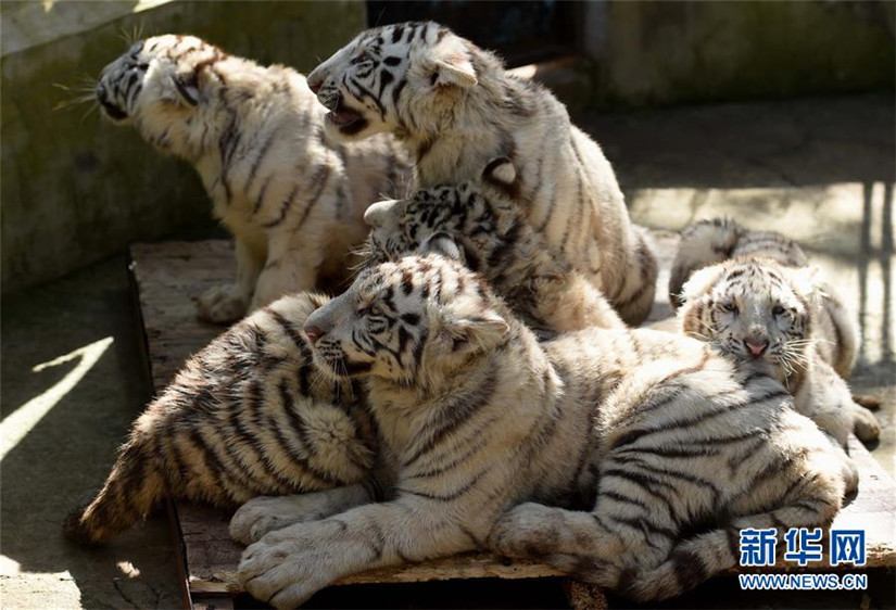 Wei?e Tiger-Fünflinge in Kunming