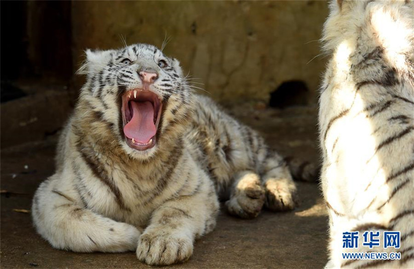 Wei?e Tiger-Fünflinge in Kunming