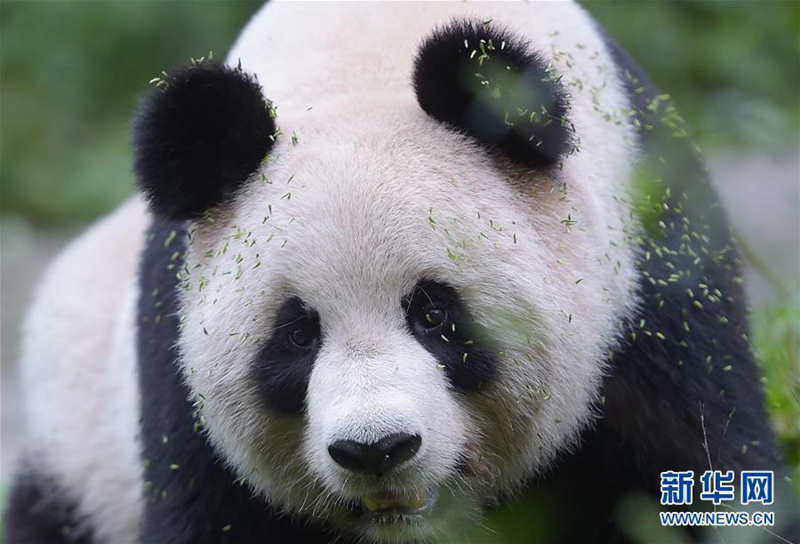 Wildnistraining für Pandas