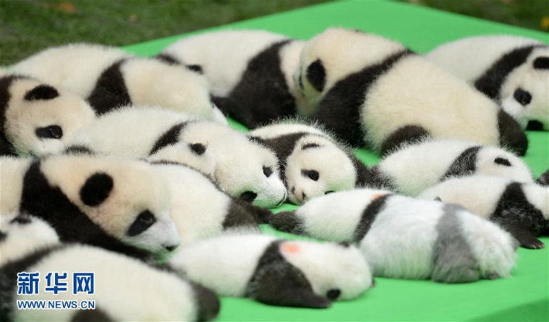 23 Panda-Babys posieren gemeinsam in Chengdu