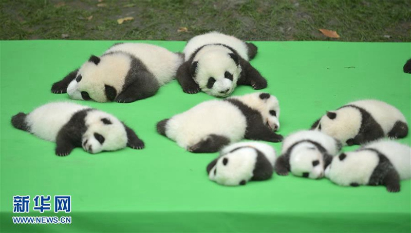 23 Panda-Babys posieren gemeinsam in Chengdu