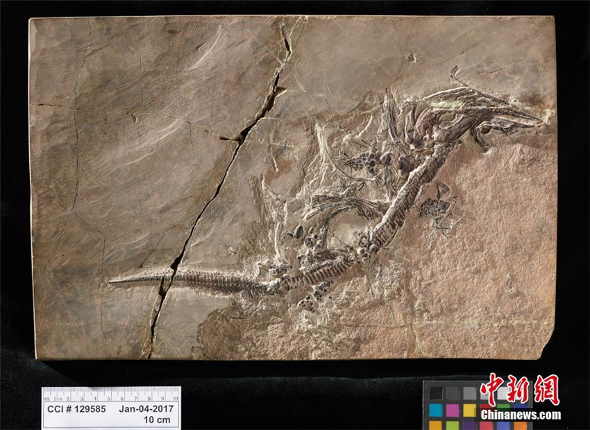 Rückführung chinesischer Kulturgüter und Fossilien aus Kanada