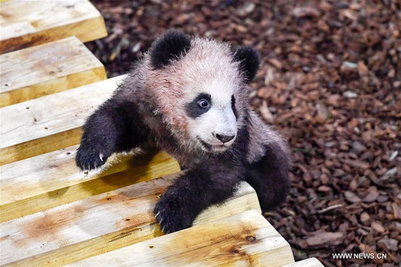 Erstes Panda-Baby ?Yuan Meng“  in Frankreich geboren
