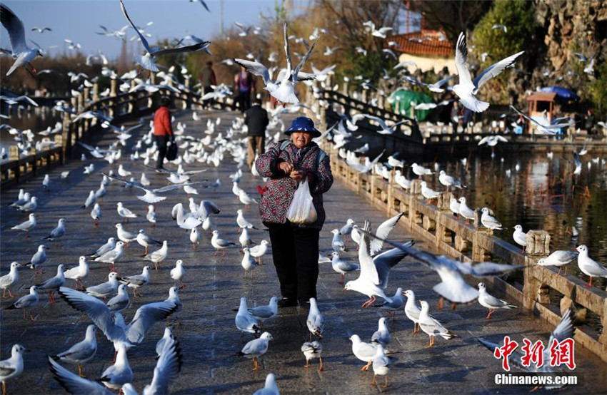 Kunming: 88-J?hrige füttert seit 30 Jahren M?wen mit Selbstgemachtem