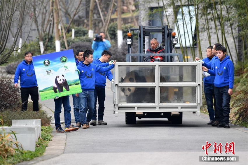 Panda-Paar verl?sst China in Richtung Finnland für 15-j?hriges Forschungsprogramm