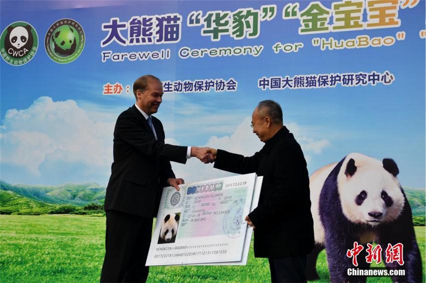 Panda-Paar verl?sst China in Richtung Finnland für 15-j?hriges Forschungsprogramm