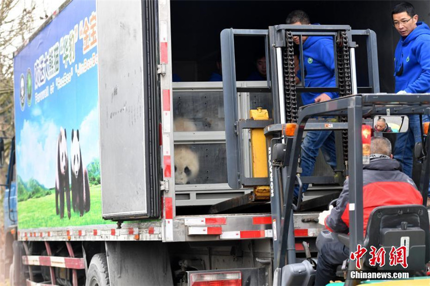 Panda-Paar verl?sst China in Richtung Finnland für 15-j?hriges Forschungsprogramm