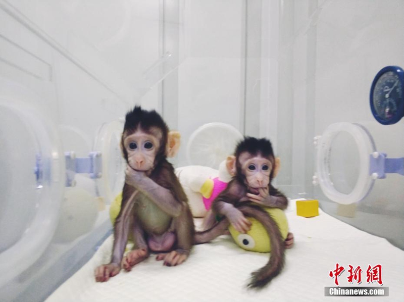 Chinesische Wissenschaftler klonen erfolgreich einen Affen