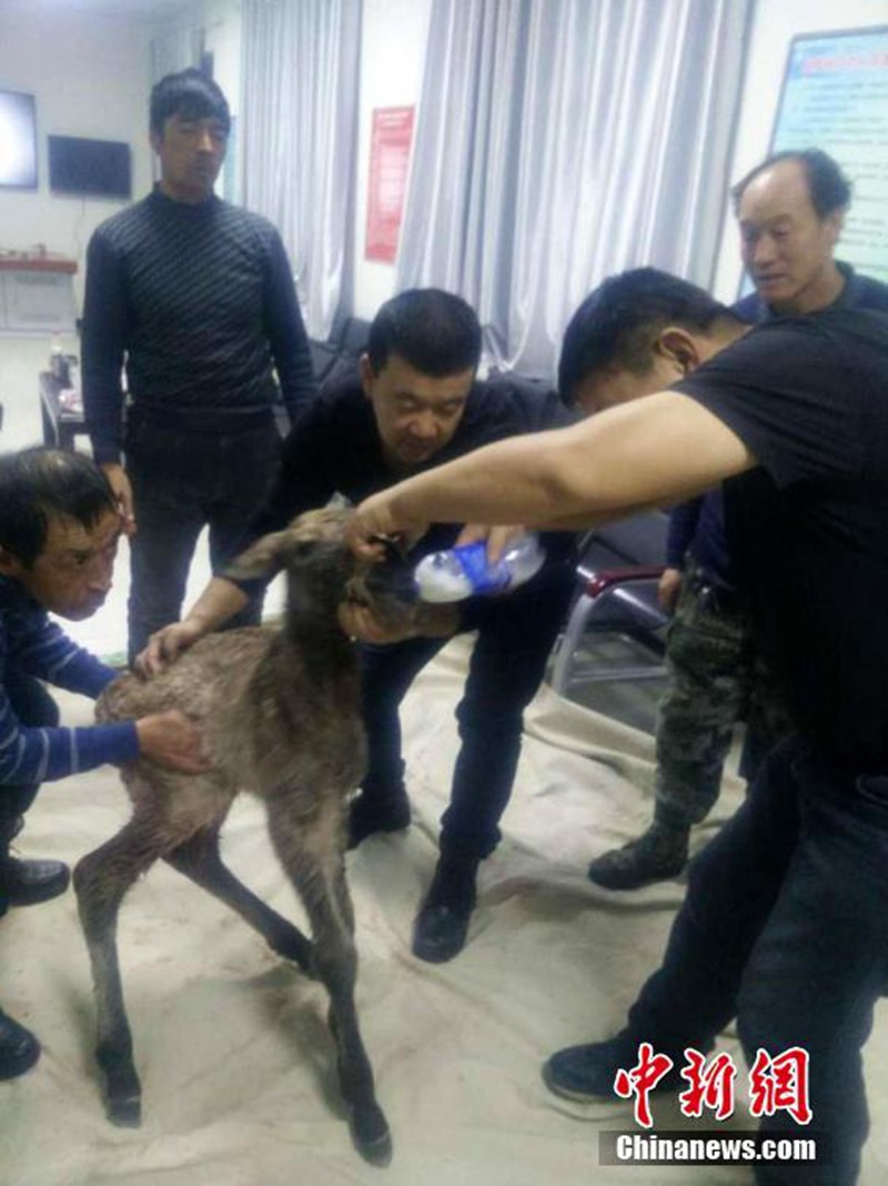 Pferdezentrum schützt im Winter geborenes Fohlen