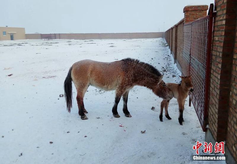Pferdezentrum schützt im Winter geborenes Fohlen