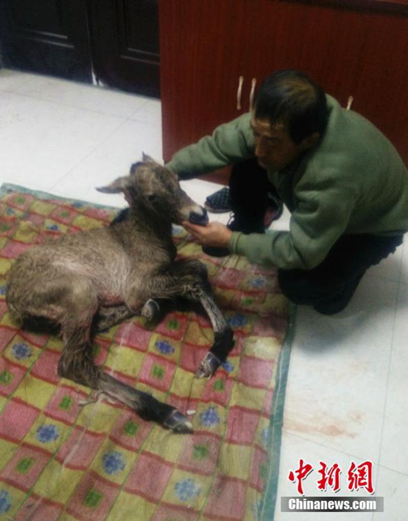 Pferdezentrum schützt im Winter geborenes Fohlen