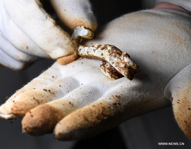 Jade im Grab des Marquis von Haihun 