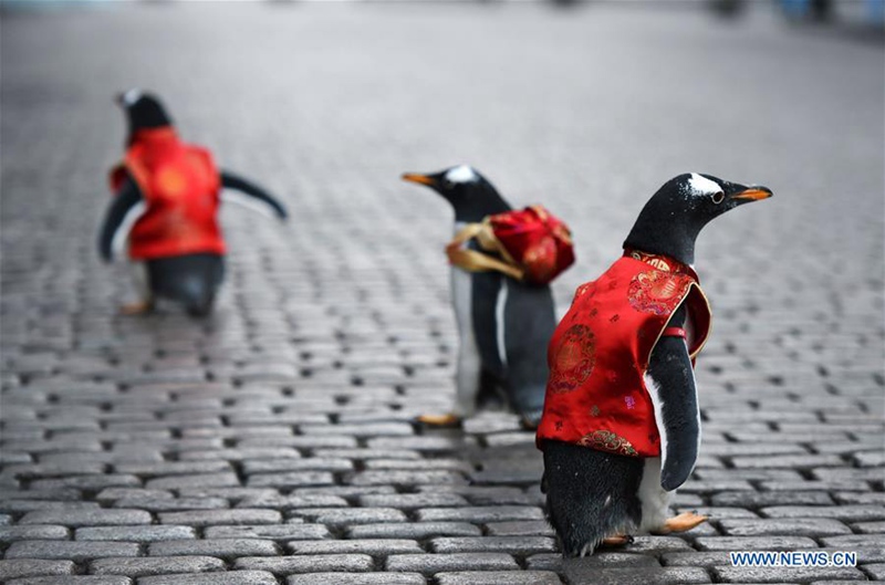 Pinguine in Tang-Anzug in Harbin