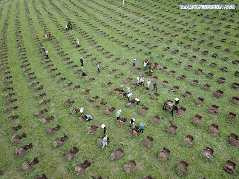 Arbeiter f?rdern den ?kologischen Schutz durch Aufforstung in Hebei