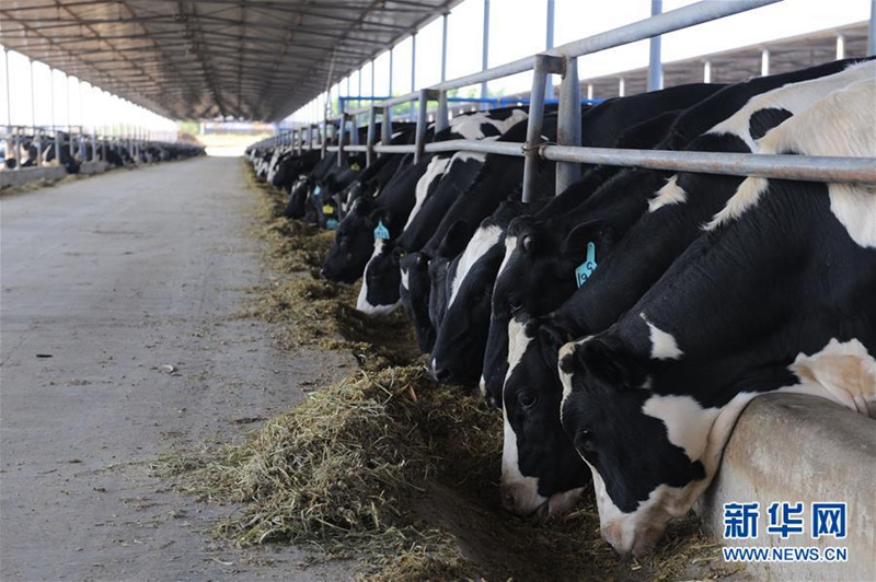 Effektiver Kampf gegen Verwüstung in Zhongwei, Ningxia
