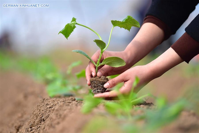 Dorfbewohner besch?ftigen sich im Vorfrühling mit Landarbeit