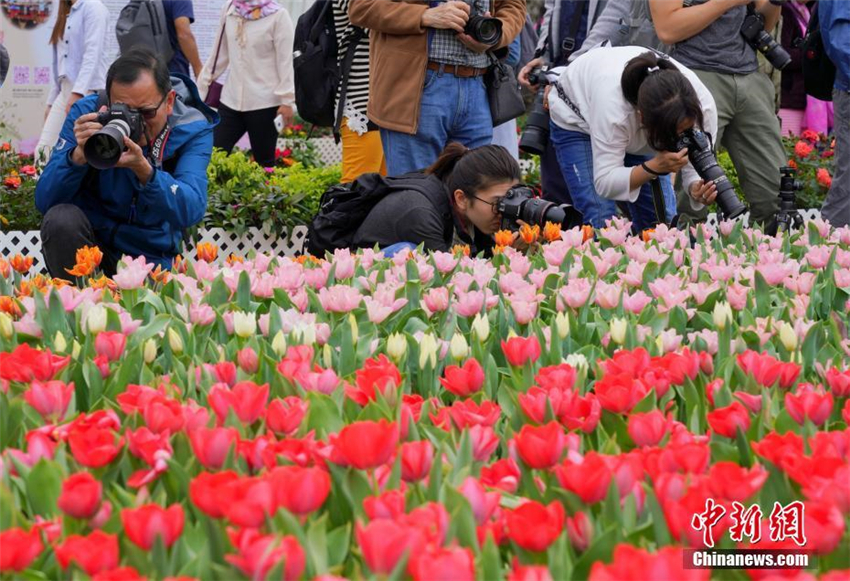 Hongkonger Blumenschau er?ffnet