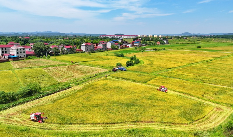 Erntebeginn für gro?fl?chigen Frühreis